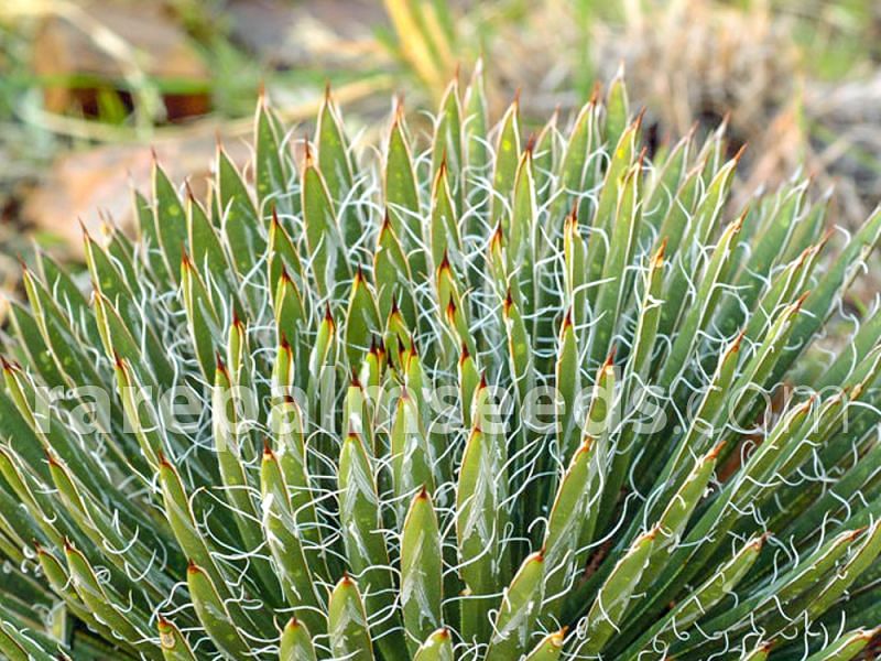 Agave Toumeyana Ssp. Toumeyana | Agave | Agavaceae