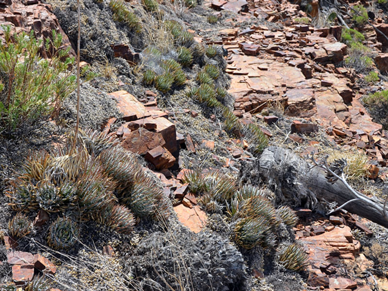 Agave Toumeyana Ssp. Toumeyana | Agave | Agavaceae
