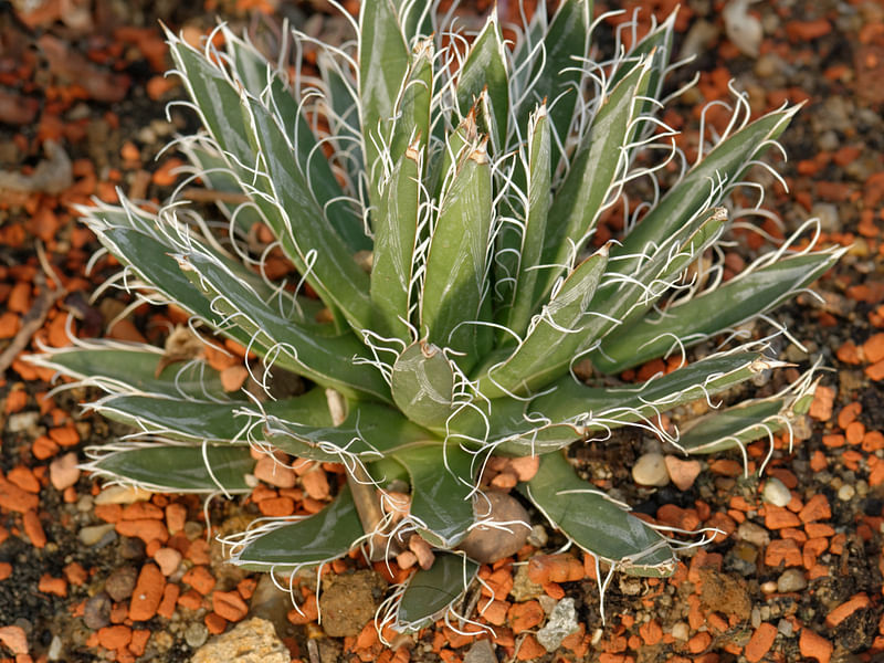 Agave Toumeyana Ssp. Toumeyana | Agave | Agavaceae