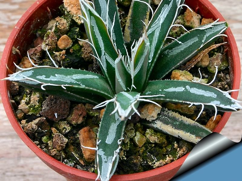 Agave Toumeyana Ssp. Toumeyana | Agave | Agavaceae