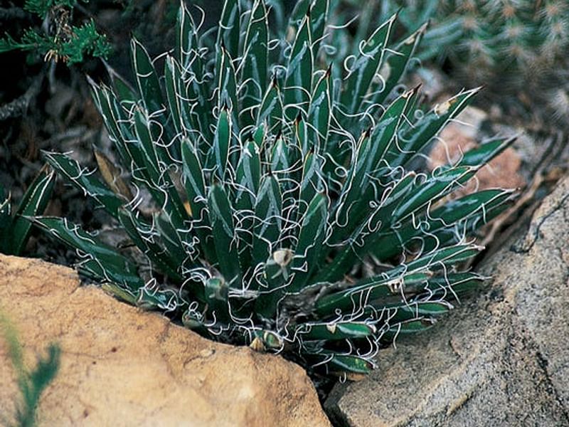 Agave Toumeyana Ssp. Toumeyana | Agave | Agavaceae