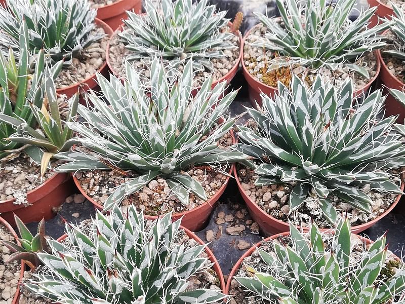 Agave Toumeyana Ssp. Toumeyana | Agave | Agavaceae