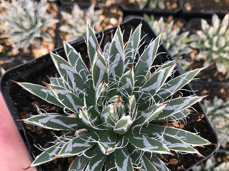 Agave Toumeyana Ssp. Toumeyana | Agave | Agavaceae