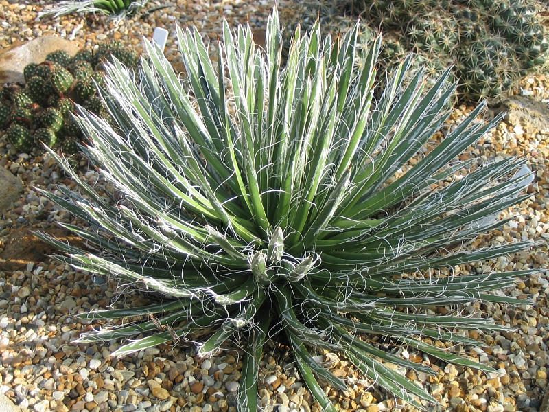 Agave Toumeyana Ssp. Toumeyana | Agave | Agavaceae