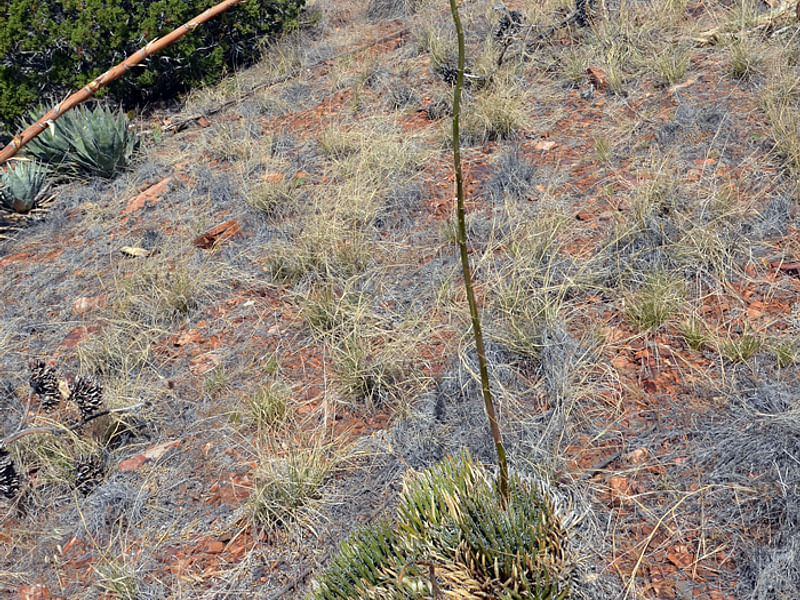Agave Toumeyana Ssp. Toumeyana | Agave | Agavaceae