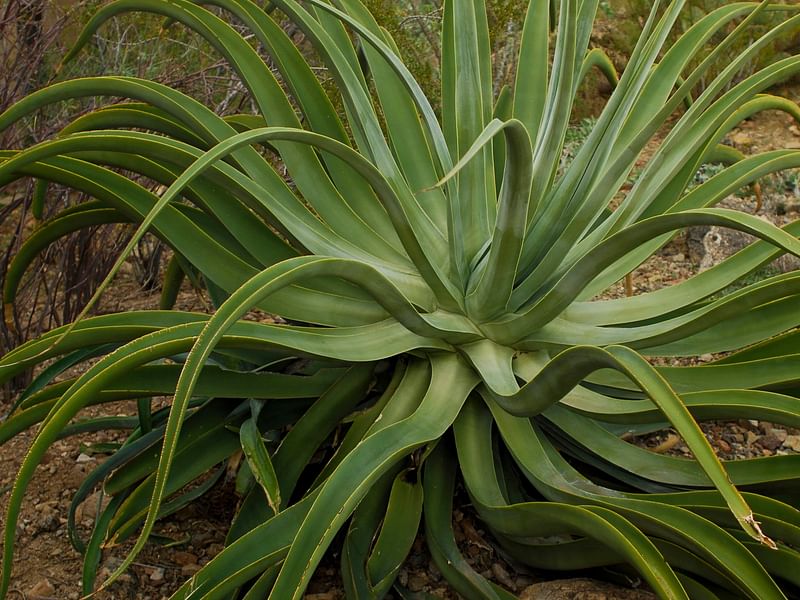 Agave Vilmoriniana | Agave | Agavaceae