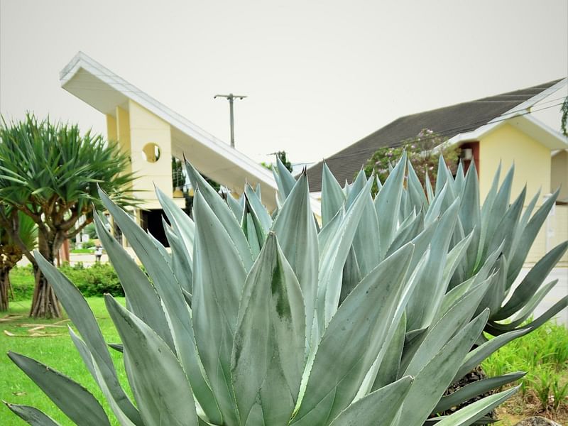 Agave Weberi | Agave | Agavaceae