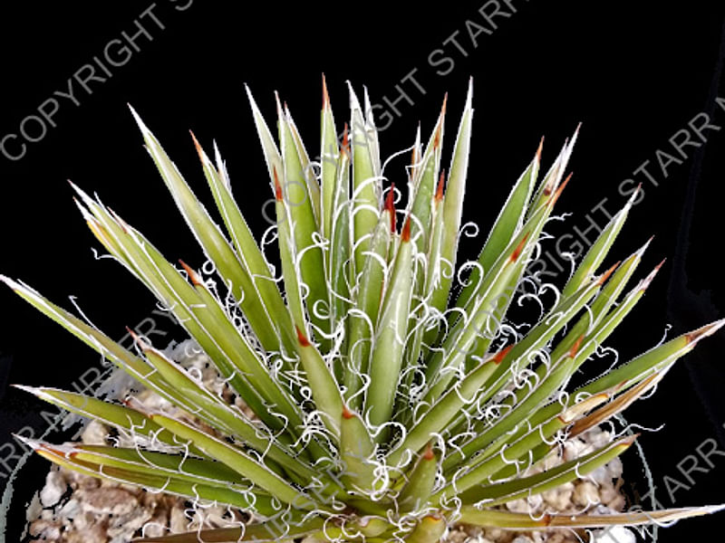 Agave Xleopoldii = A. Filifera X A. Filifera Ssp. Schidigera | Agave | Agavaceae