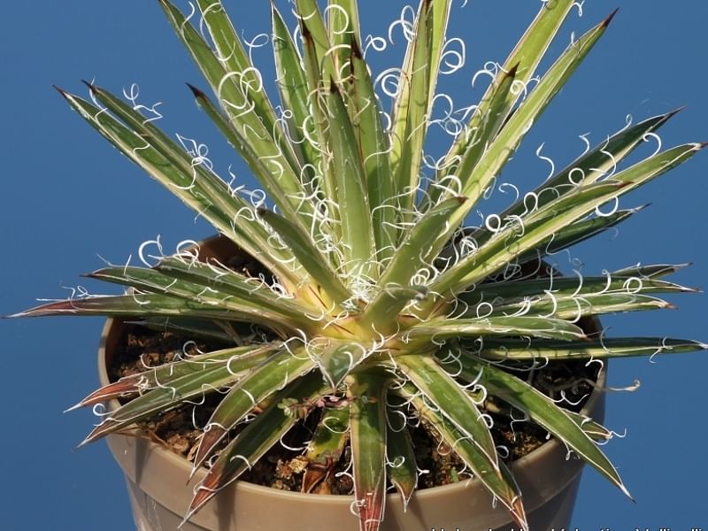 Agave Xleopoldii = A. Filifera X A. Filifera Ssp. Schidigera | Agave | Agavaceae