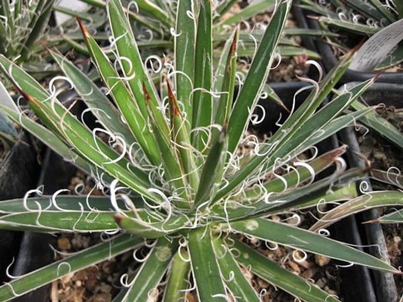 Agave Xleopoldii = A. Filifera X A. Filifera Ssp. Schidigera | Agave | Agavaceae