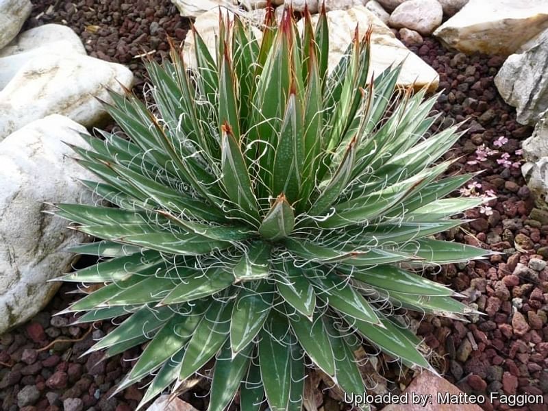 Agave Xleopoldii = A. Filifera X A. Filifera Ssp. Schidigera | Agave | Agavaceae