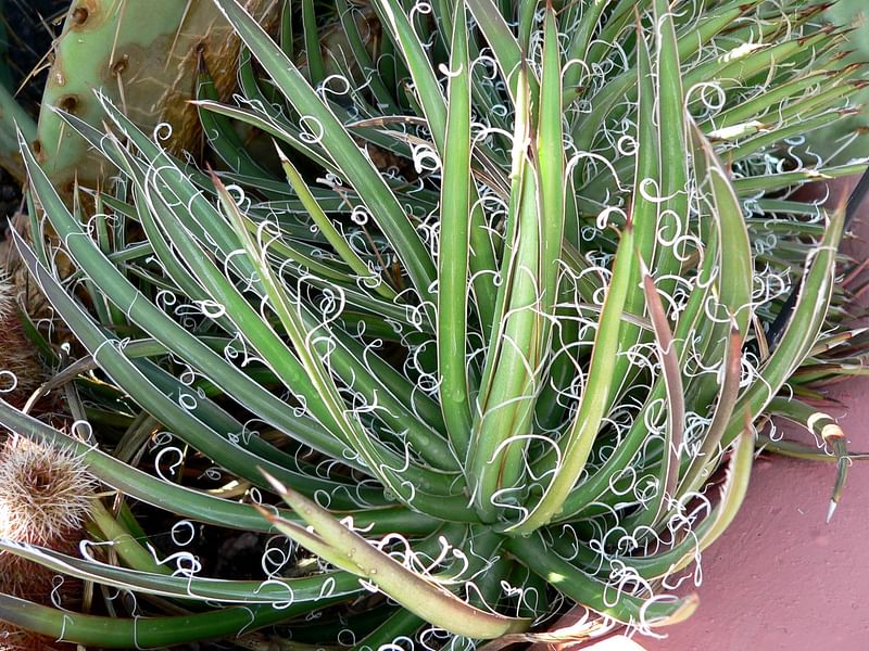 Agave Xleopoldii = A. Filifera X A. Filifera Ssp. Schidigera | Agave | Agavaceae