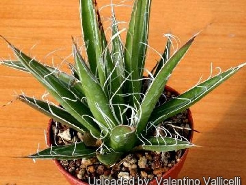 Agave Xleopoldii = A. Filifera X A. Filifera Ssp. Schidigera | Agave | Agavaceae
