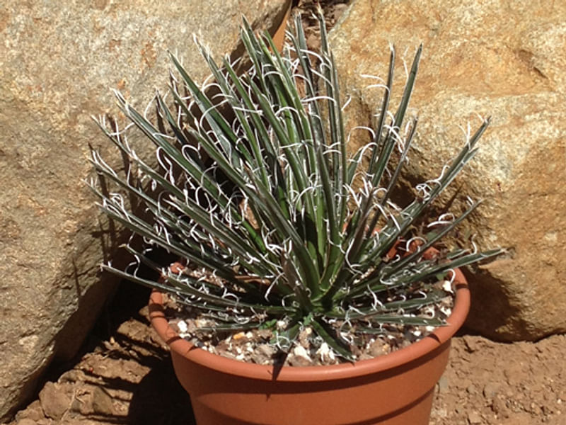 Agave Xleopoldii = A. Filifera X A. Filifera Ssp. Schidigera | Agave | Agavaceae