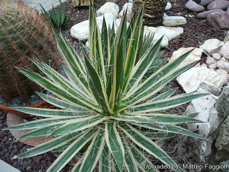 Agave Xleopoldii = A. Filifera X A. Filifera Ssp. Schidigera | Agave | Agavaceae