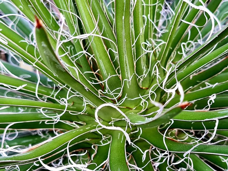 Agave Xleopoldii = A. Filifera X A. Filifera Ssp. Schidigera | Agave | Agavaceae