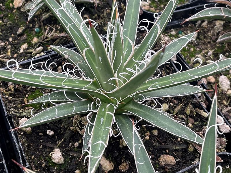 Agave Xleopoldii = A. Filifera X A. Filifera Ssp. Schidigera | Agave | Agavaceae
