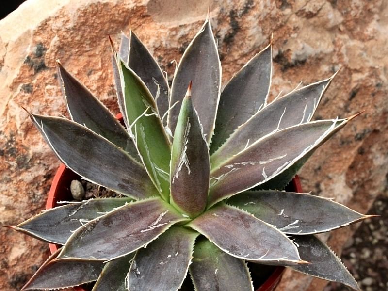 Agave Xleopoldii = A. Filifera X A. Filifera Ssp. Schidigera | Agave | Agavaceae