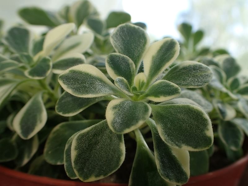 Aichryson Aizoides 'variegatum' | Aichryson | Crassulaceae