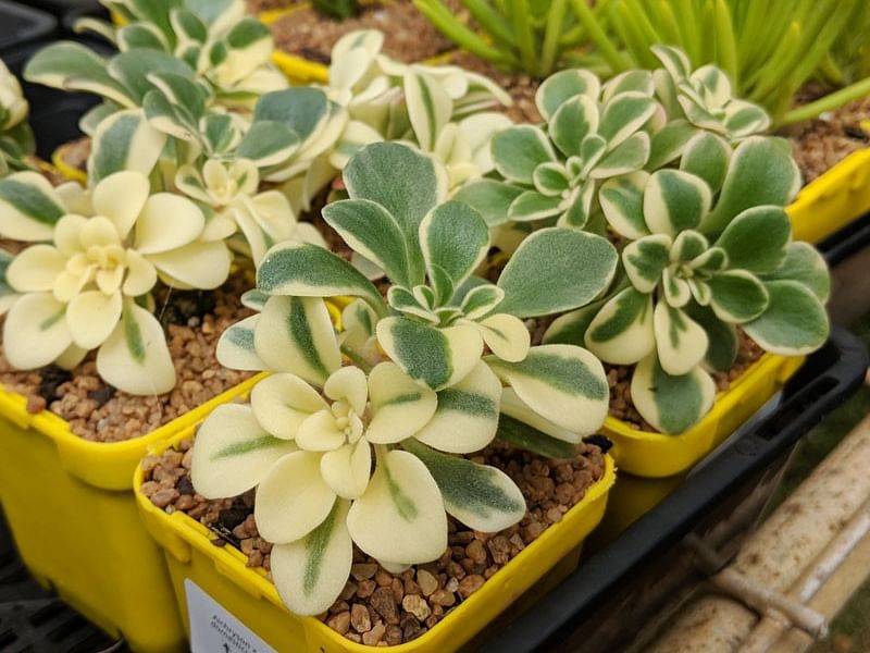 Aichryson Aizoides 'variegatum' | Aichryson | Crassulaceae