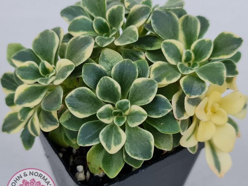 Aichryson Aizoides 'variegatum' | Aichryson | Crassulaceae