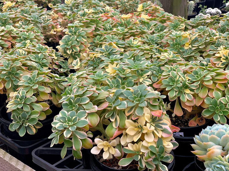 Aichryson Aizoides 'variegatum' | Aichryson | Crassulaceae
