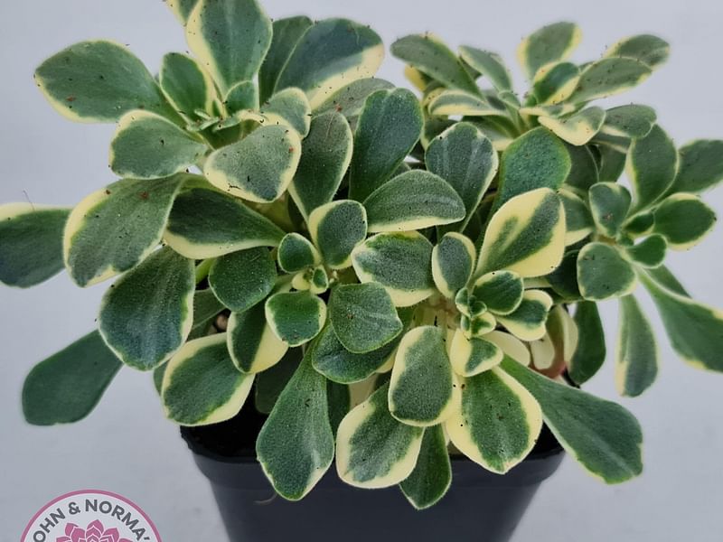Aichryson Aizoides 'variegatum' | Aichryson | Crassulaceae