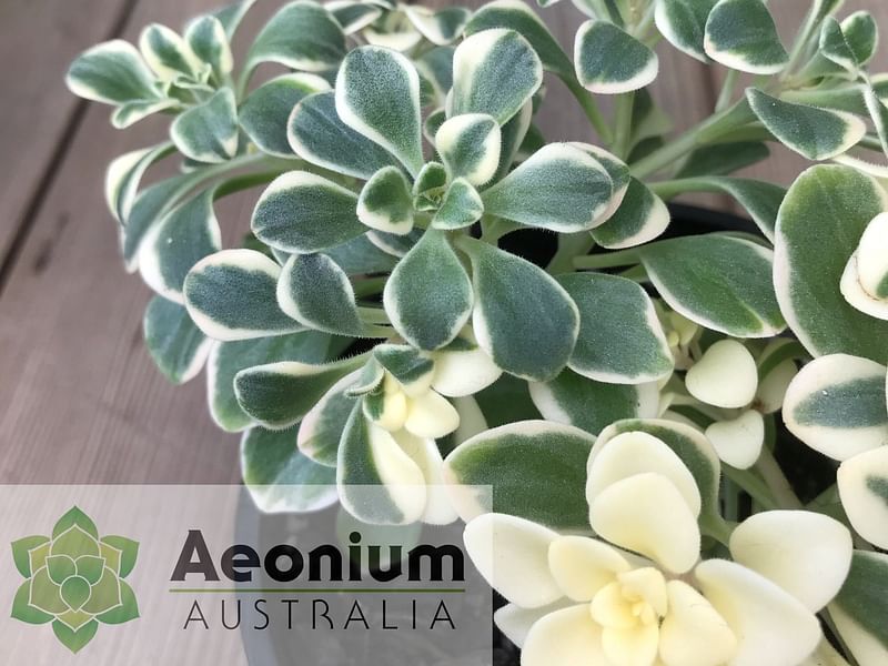 Aichryson Aizoides 'variegatum' | Aichryson | Crassulaceae