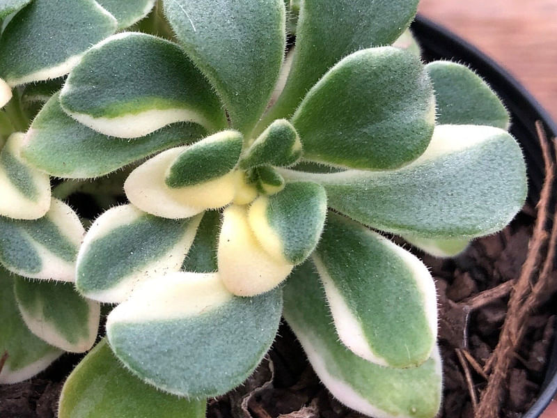 Aichryson Aizoides 'variegatum' | Aichryson | Crassulaceae