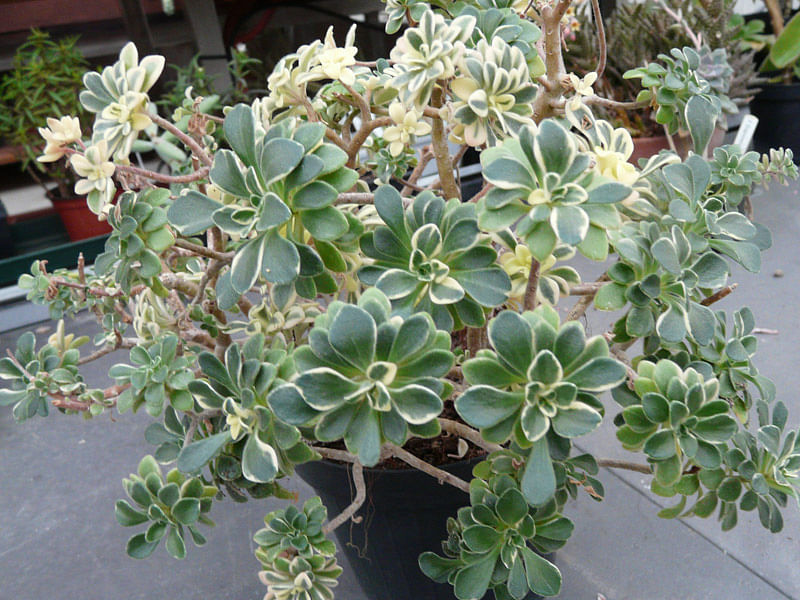 Aichryson Aizoides 'variegatum' | Aichryson | Crassulaceae