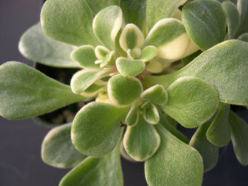 Aichryson Aizoides 'variegatum' | Aichryson | Crassulaceae