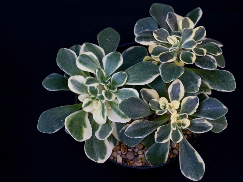 Aichryson Aizoides 'variegatum' | Aichryson | Crassulaceae