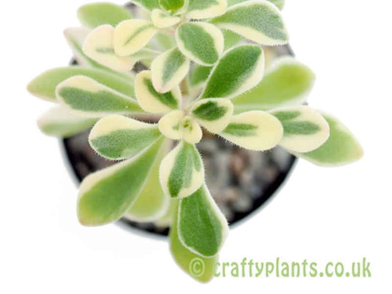 Aichryson Aizoides 'variegatum' | Aichryson | Crassulaceae