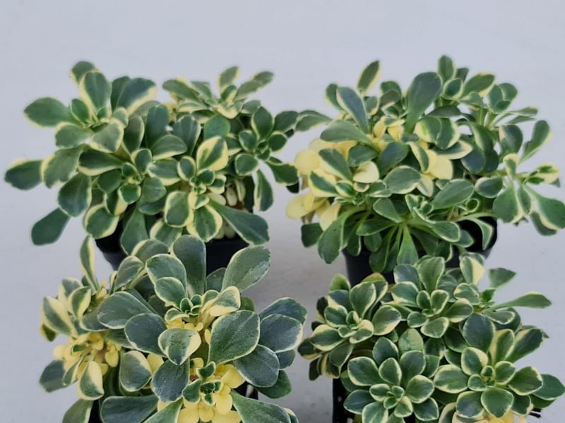Aichryson Aizoides 'variegatum' | Aichryson | Crassulaceae