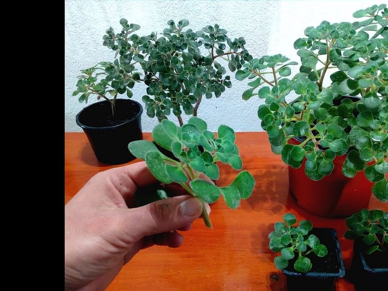 Aichryson Laxum | Aichryson | Crassulaceae