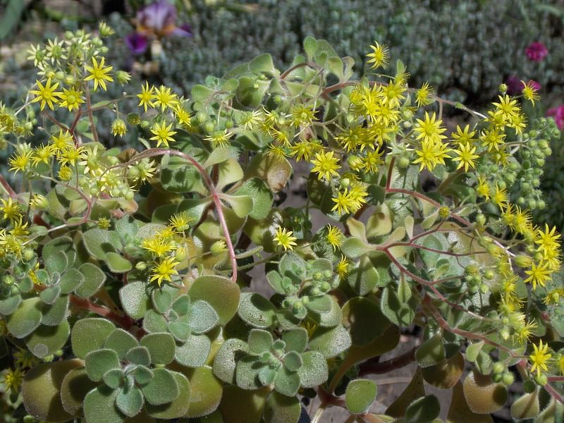 Aichryson Laxum | Aichryson | Crassulaceae