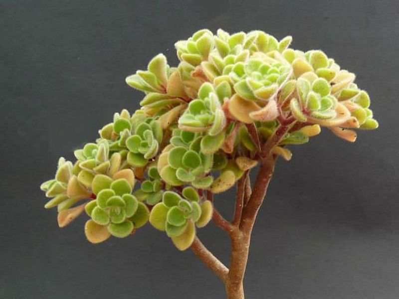 Aichryson Laxum | Aichryson | Crassulaceae