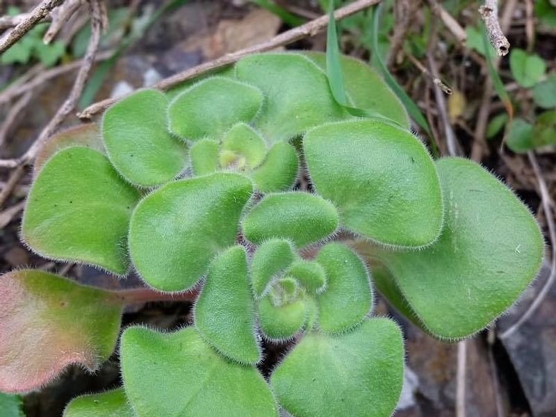 Aichryson Laxum | Aichryson | Crassulaceae