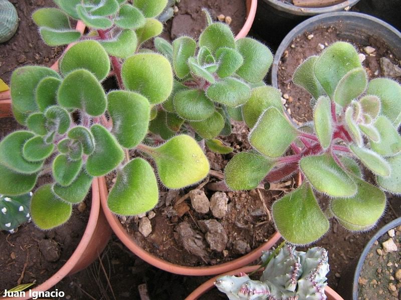 Aichryson Laxum | Aichryson | Crassulaceae