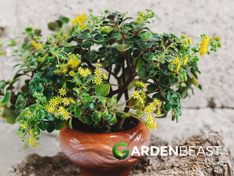 Aichryson Laxum | Aichryson | Crassulaceae