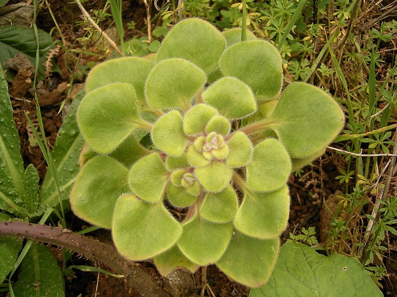 Aichryson Laxum | Aichryson | Crassulaceae