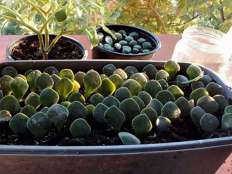 Aichryson Laxum | Aichryson | Crassulaceae