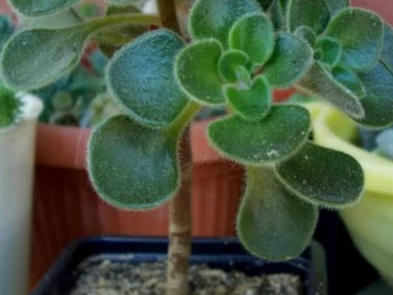 Aichryson Laxum | Aichryson | Crassulaceae
