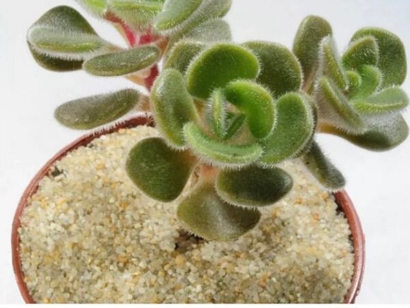 Aichryson Laxum | Aichryson | Crassulaceae
