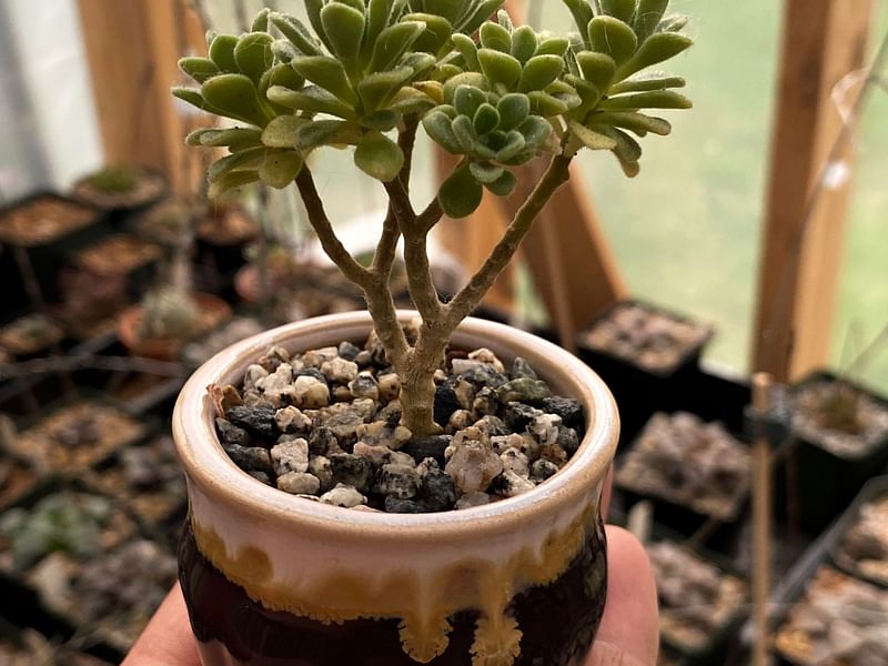 Aichryson Laxum | Aichryson | Crassulaceae
