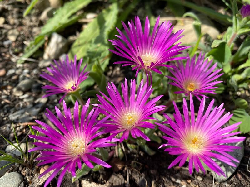 Aizoaceae