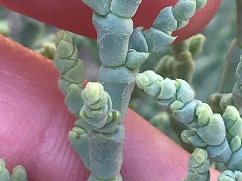 Allenrolfea | Amaranthaceae