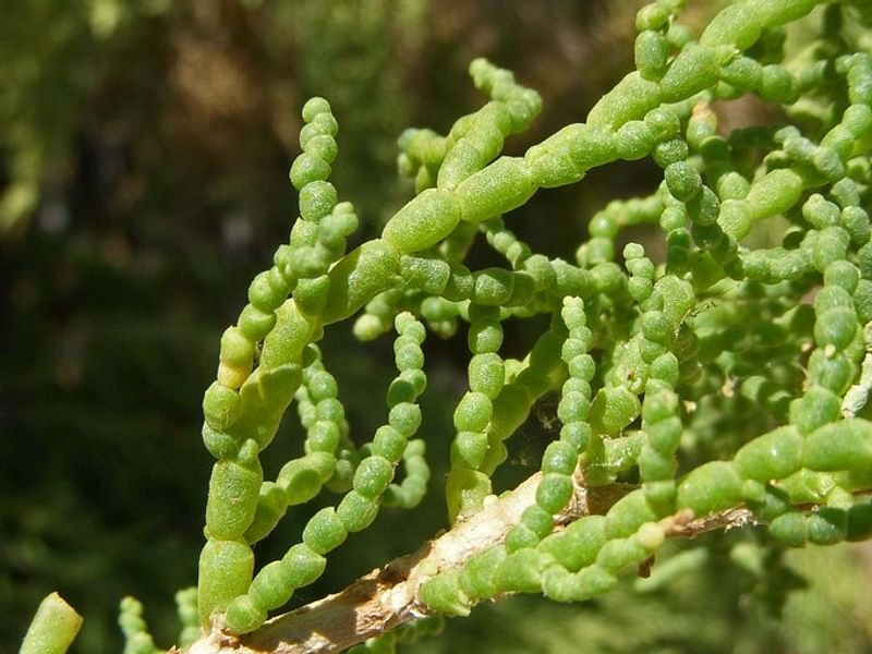 Allenrolfea | Amaranthaceae