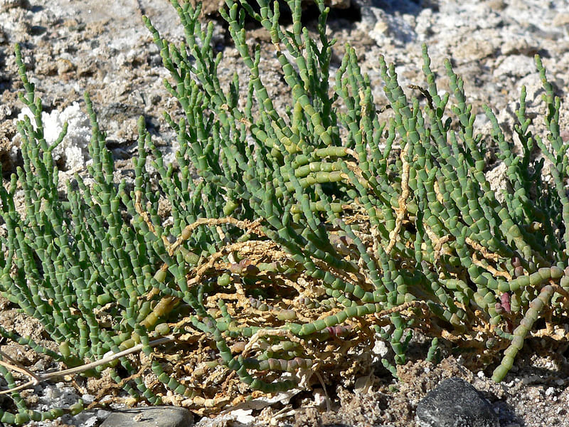 Allenrolfea | Amaranthaceae