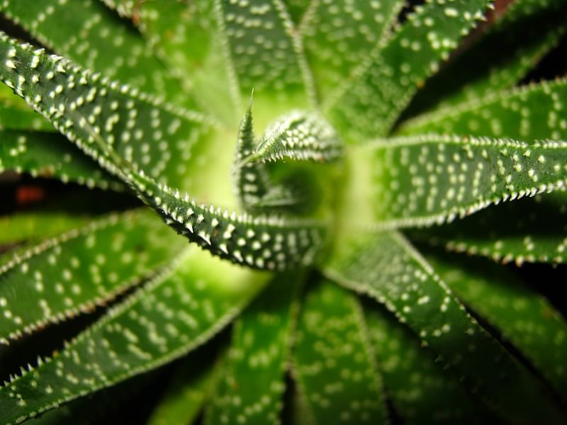 Aloaceae